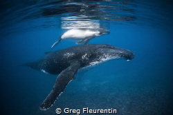 Whale and calf resting close to the reef to protect them ... by Greg Fleurentin 